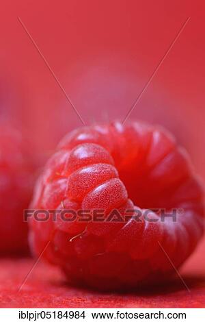 Picture - European Red Raspberry (Rubus idaeus). Fotosearch