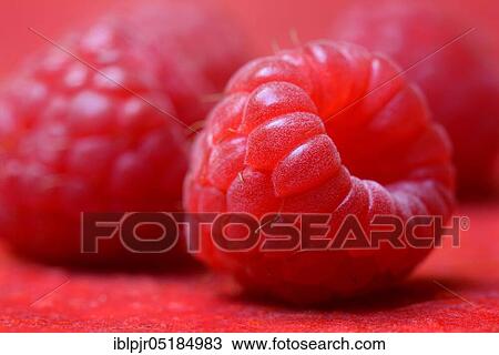 European Red Raspberry (Rubus idaeus) View Large Photo Image Stock Image - European Red Raspberry (Rubus idaeus). Fotosearch