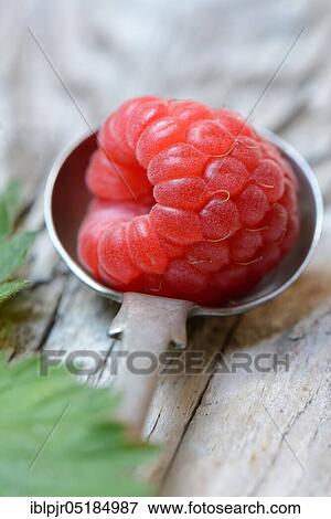 Stock Photo - European Red Raspberry (Rubus idaeus). Fotosearch