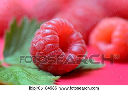 Stock Photograph - European Red Raspberry (Rubus idaeus). Fotosearch