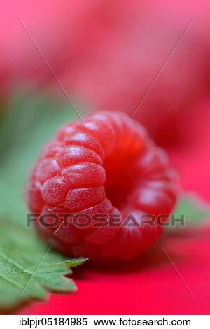 Stock Photography - European Red Raspberry (Rubus idaeus). Fotosearch