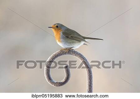 Stock Image - European robin (Erithacus rubecula) Lower Saxony, Germany, Europe. Fotosearch