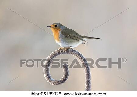 Stock Photography - European robin (Erithacus rubecula) Lower Saxony, Germany, Europe. Fotosearch