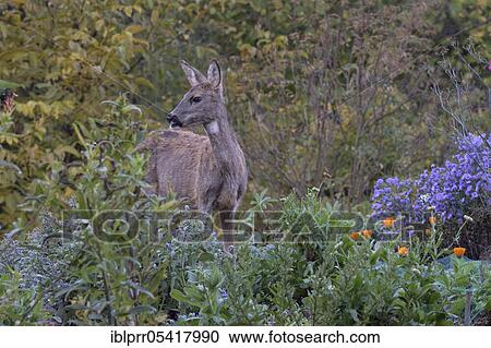 Stock Image - European roe deer (Capreolus capreolus), doe in garden, Münden nature park Park, Münden, Lower Saxony, Germany, Europe. Fotosearch
