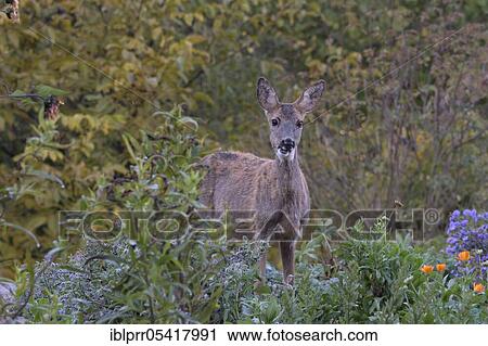 European roe deer (Capreolus capreolus), doe in garden, Münden nature park Park, Münden, Lower Saxony, Germany, Europe View Large Photo Image Stock Image - European roe deer (Capreolus capreolus), doe in garden, Münden nature park Park, Münden, Lower Saxony, Germany, Europe. Fotosearch