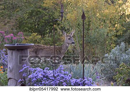 European roe deer (Capreolus capreolus), doe in garden, Münden nature park Park, Münden, Lower Saxony, Germany, Europe View Large Photo Image Stock Image - European roe deer (Capreolus capreolus), doe in garden, Münden nature park Park, Münden, Lower Saxony, Germany, Europe. Fotosearch