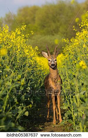 European roe deer (Capreolus capreolus), roe buck, Schleswig-Holstein, Germany, Europe View Large Photo Image Stock Photo - European roe deer (Capreolus capreolus), roe buck, Schleswig-Holstein, Germany, Europe. Fotosearch