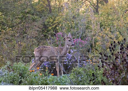 Stock Photo - European roe deer (Capreolus capreolus), doe in garden, Münden nature park Park, Münden, Lower Saxony, Germany, Europe. Fotosearch
