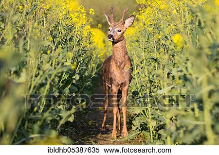 European roe deer (Capreolus capreolus), roe buck, Schleswig-Holstein, Germany, Europe View Large Photo Image Stock Photography - European roe deer (Capreolus capreolus), roe buck, Schleswig-Holstein, Germany, Europe. Fotosearch