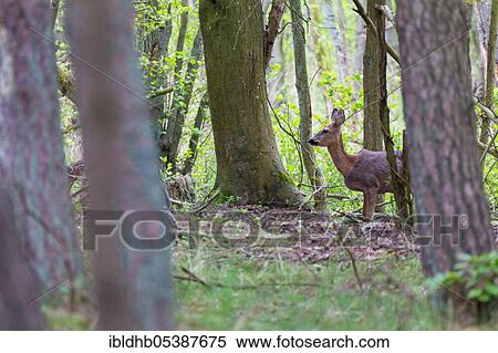 European roe deer (Capreolus capreolus), changing coat, Darß, Darßwald, Mecklenburg-Western Pomerania, Germany, Europe View Large Photo Image Stock Photography - European roe deer (Capreolus capreolus), changing coat, Darß, Darßwald, Mecklenburg-Western Pomerania, Germany, Europe. Fotosearch