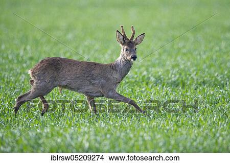 Picture - European roe deerbock (Capreolus capreolus), Lower Saxony, Germany, Europe. Fotosearch