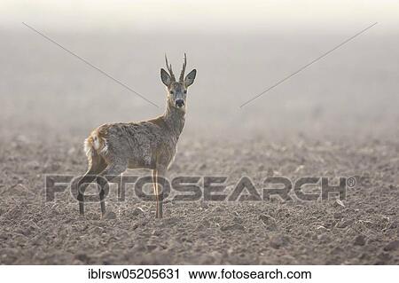 Stock Image - European roe deerbock (Capreolus capreolus), Lower Saxony, Germany, Europe. Fotosearch