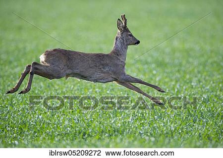 European roe deerbock (Capreolus capreolus), Lower Saxony, Germany, Europe View Large Photo Image Stock Image - European roe deerbock (Capreolus capreolus), Lower Saxony, Germany, Europe. Fotosearch