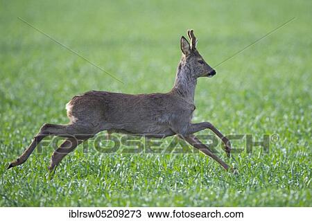 Stock Image - European roe deerbock (Capreolus capreolus), Lower Saxony, Germany, Europe. Fotosearch