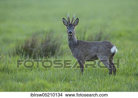 European roe deerbock, Lower Saxony, Germany, Europe View Large Photo Image Picture - European roe deerbock, Lower Saxony, Germany, Europe. Fotosearch
