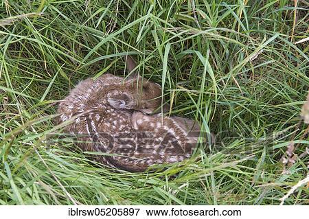 European roe deerkitz (Capreolus capreolus), Lower Saxony, Germany, Europe View Large Photo Image Stock Photo - European roe deerkitz (Capreolus capreolus), Lower Saxony, Germany, Europe. Fotosearch