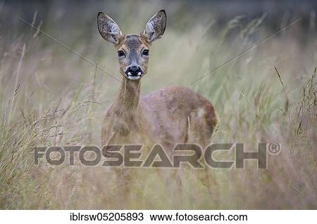 European roe deers (Capreolus capreolus) Ricke, Lower Saxony, Germany, Europe View Large Photo Image Stock Image - European roe deers (Capreolus capreolus) Ricke, Lower Saxony, Germany, Europe. Fotosearch
