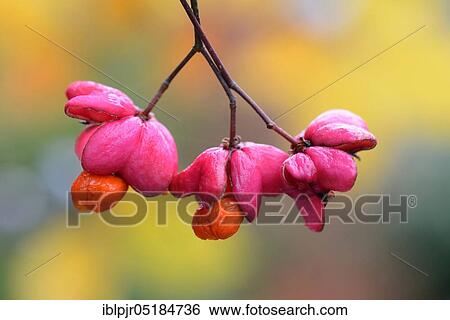 European spindle ( Euonymus europaeus) View Large Photo Image Stock Photograph - European spindle ( Euonymus europaeus). Fotosearch