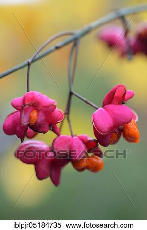 Stock Photography - European spindle ( Euonymus europaeus). Fotosearch