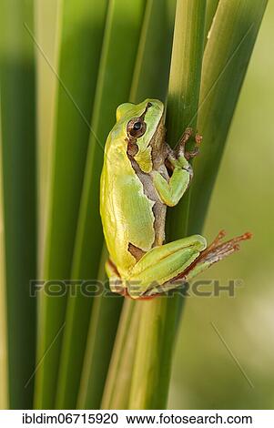 European tree frog (Hyla arborea) holding on to a reed stalk, Brandenburg, Germany, Europe View Large Photo Image Stock Image - European tree frog (Hyla arborea) holding on to a reed stalk, Brandenburg, Germany, Europe. Fotosearch