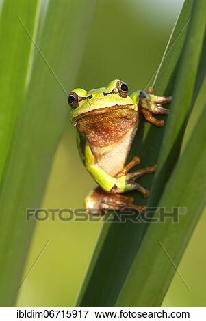 Stock Photo - European tree frog (Hyla arborea) holding on to a reed stalk, Brandenburg, Germany, Europe. Fotosearch