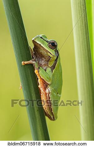 Stock Photo - European tree frog (Hyla arborea) holding on to a reed stalk, Brandenburg, Germany, Europe. Fotosearch