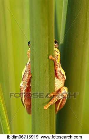 European tree frog (Hyla arborea) holding on to a reed stalk, Humor, Brandenburg, Germany, Europe View Large Photo Image Stock Photo - European tree frog (Hyla arborea) holding on to a reed stalk, Humor, Brandenburg, Germany, Europe. Fotosearch