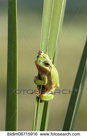 European tree frog (Hyla arborea) holding on to a reed stalk, Brandenburg, Germany, Europe View Large Photo Image Stock Photograph - European tree frog (Hyla arborea) holding on to a reed stalk, Brandenburg, Germany, Europe. Fotosearch