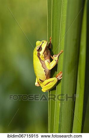 Stock Photography - European tree frog (Hyla arborea) holding on to a reed stalk, Brandenburg, Germany, Europe. Fotosearch