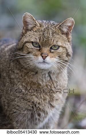 Stock Image - European wildcat (Felis silvestris), Bavarian Forest National Park, Bavaria, Germany, Europe. Fotosearch
