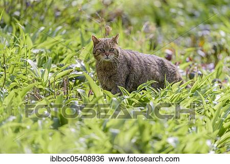 European wildcat (Felis silvestris), Lower Saxony, Germany, Europe View Large Photo Image Stock Photograph - European wildcat (Felis silvestris), Lower Saxony, Germany, Europe. Fotosearch