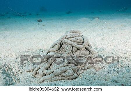 Excretions of a sea cucumber (Holothuroidea), Marsa Alam, Red Sea, Egypt, Africa View Large Photo Image Stock Image - Excretions of a sea cucumber (Holothuroidea), Marsa Alam, Red Sea, Egypt, Africa. Fotosearch