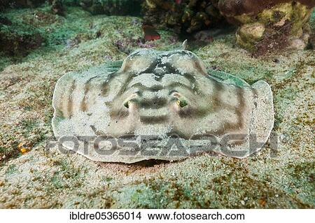 Picture - Eye spotted round ray, Urobatis concentricus, Cabo Pulmo National Park, Baja California Sur, Mexico, Central America. Fotosearch