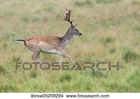 Picture - Fallow deer (Dama dama) male, Denmark, Europe. Fotosearch