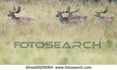Picture - Fallow deer (Dama dama) male, Denmark, Europe. Fotosearch