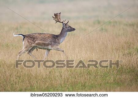 Stock Image - Fallow deer (Dama dama) male, Denmark, Europe. Fotosearch