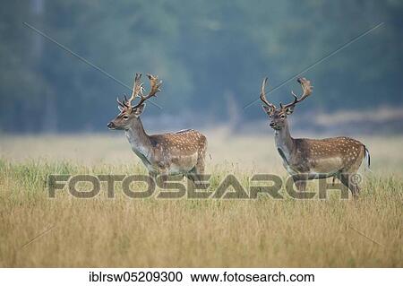 Fallow deer (Dama dama) male, Denmark, Europe View Large Photo Image Stock Image - Fallow deer (Dama dama) male, Denmark, Europe. Fotosearch