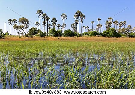 Stock Image - Fan palm, Macalani palm (Hyphaene petersiana), Ovambo palm Floodplain, Okavango Delta, Botswana, Africa. Fotosearch