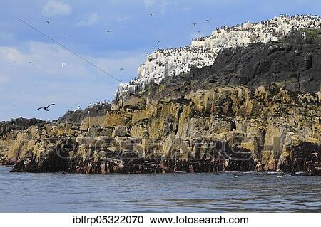 Stock Image - Farne Islands, Great Britain. Fotosearch