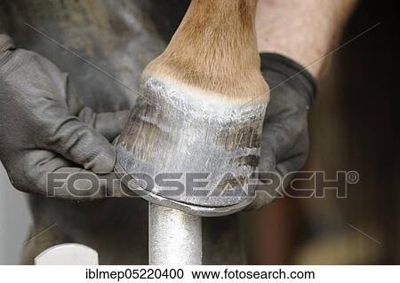 Farrier at work, fitting horseshoes View Large Photo Image Stock Image - Farrier at work, fitting horseshoes. Fotosearch