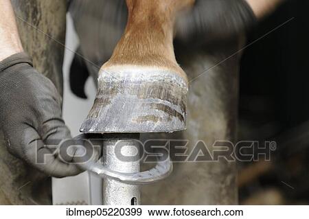 Farrier at work, fitting horseshoes View Large Photo Image Stock Photo - Farrier at work, fitting horseshoes. Fotosearch