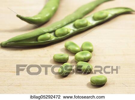 Fava Bean, Field Bean, Broad Bean, Horse Bean, Broad Bean, Butterfly Bean, Fresh Broad Beans View Large Photo Image Stock Image - Fava Bean, Field Bean, Broad Bean, Horse Bean, Broad Bean, Butterfly Bean, Fresh Broad Beans. Fotosearch