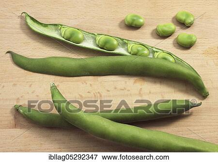 Stock Photo - Fava Bean, Field Bean, Broad Bean, Horse Bean, Broad Bean, Butterfly Bean, Fresh Broad Beans. Fotosearch