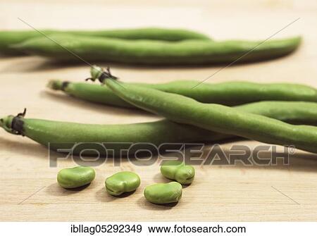 Fava Bean, Field Bean, Broad Bean, Horse Bean, Broad Bean, Butterfly Bean, Fresh Broad Beans View Large Photo Image Stock Photo - Fava Bean, Field Bean, Broad Bean, Horse Bean, Broad Bean, Butterfly Bean, Fresh Broad Beans. Fotosearch