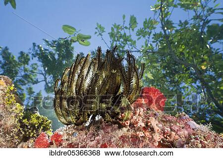 Stock Photo - Feather star on reef top (Comanthina schlegeli), Marovo Lagoon, Solomon Islands, Oceania. Fotosearch