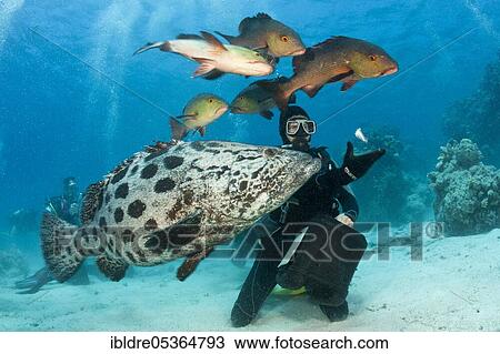Feeding potato grouper (Epinephelus tukula), Cod Hole, Great Barrier Reef, Australia, Oceania View Large Photo Image Stock Image - Feeding potato grouper (Epinephelus tukula), Cod Hole, Great Barrier Reef, Australia, Oceania. Fotosearch