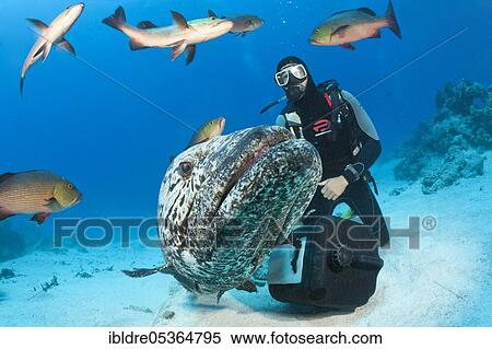Feeding potato grouper (Epinephelus tukula), Cod Hole, Great Barrier Reef, Australia, Oceania View Large Photo Image Stock Photography - Feeding potato grouper (Epinephelus tukula), Cod Hole, Great Barrier Reef, Australia, Oceania. Fotosearch