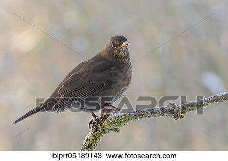 Stock Image - Female blackbird (Turdus merula), Lower Saxony, Germany, Europe. Fotosearch