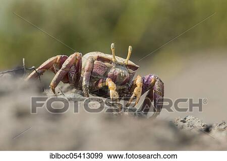 Female European fiddler crab, Marismas de Sancti Petri, Andalucia (Uca tangeri), Spain, Europe View Large Photo Image Stock Photo - Female European fiddler crab, Marismas de Sancti Petri, Andalucia (Uca tangeri), Spain, Europe. Fotosearch