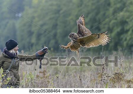 Female falconer with eagle owl (Bubo bubo), falconer, Germany, Europe View Large Photo Image Picture - Female falconer with eagle owl (Bubo bubo), falconer, Germany, Europe. Fotosearch